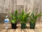 Fragrant Oncidium Tsiku Marguerite (Onc. Twinkle x Onc. sotoanum) (3.5” Pot) - Image 2