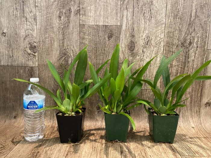 Fragrant Oncidium Tsiku Marguerite (Onc. Twinkle x Onc. sotoanum) (3.5” Pot) - Image 2