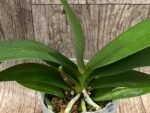In Spike Phalaenopsis Hatuyuki 'Pink' (3.5" pot) - Image 2