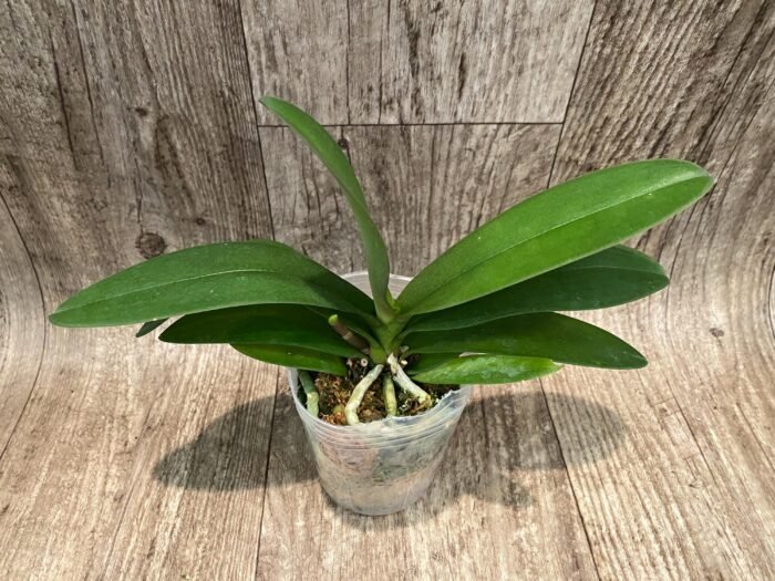 In Spike Phalaenopsis Hatuyuki 'Pink' (3.5" pot) - Image 3