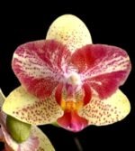In Spike Phalaenopsis Chi Yueh Kaleidescope '3517' (3" pot)