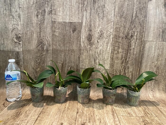 In Spike Phalaenopsis Chi Yueh Kaleidescope '3517' (3" pot) - Image 2