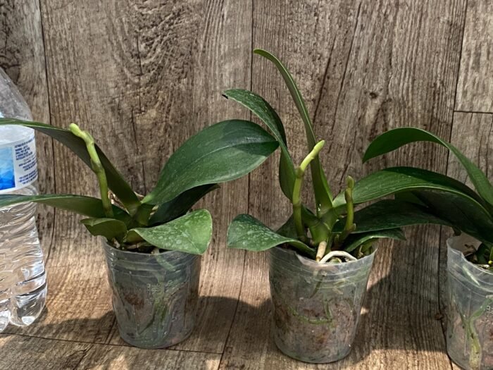 In Spike Phalaenopsis Chi Yueh Kaleidescope '3517' (3" pot) - Image 4
