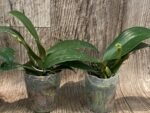 In Spike Phalaenopsis Chi Yueh Kaleidescope '3517' (3" pot) - Image 6