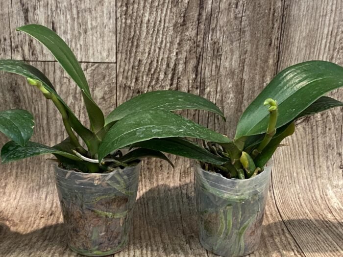 In Spike Phalaenopsis Chi Yueh Kaleidescope '3517' (3" pot) - Image 6