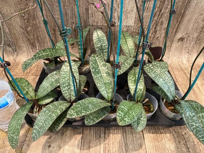 In Spike Phalaenopsis schilleriana x sib (3” Pot) - Image 6