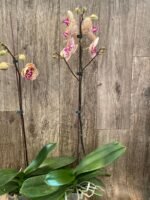 In Spike Phalaenopsis GC Reyoung Peach (4.5" pot) - Image 8