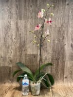 33” Tall Spikes Phalaenopsis OX Red Seasame (4.5" pot) - Image 7
