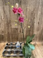 33” Tall Spikes Phalaenopsis OX Red Seasame (4.5" pot) - Image 5