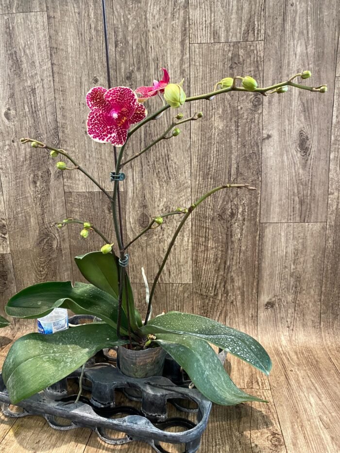 Multi- Spikes Phalaenopsis OX Red Seasame Huge Plant (4.5" pot) - Image 4