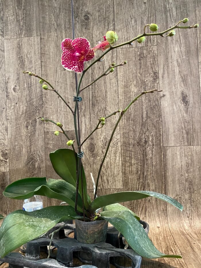 Multi- Spikes Phalaenopsis OX Red Seasame Huge Plant (4.5" pot) - Image 5