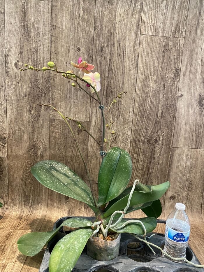 Multi- Spikes Phalaenopsis OX Red Seasame Huge Plant (4.5" pot) - Image 8