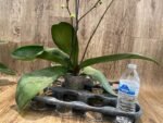 Multi- Spikes Phalaenopsis OX Red Seasame Huge Plant (4.5" pot) - Image 9