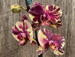 Rare Form In Spike Phalaenopsis I-Hsin The Big Bang Spike 33” Tall (4.5" pot) - Image 2