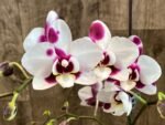Multi Spikes Phalaenopsis Shu Long (4.5" pot) - Image 3