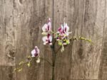 Multi Spikes Phalaenopsis Shu Long (4.5" pot) - Image 4