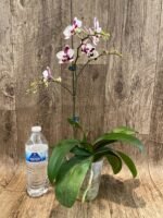 Multi Spikes Phalaenopsis Shu Long (4.5" pot) - Image 5