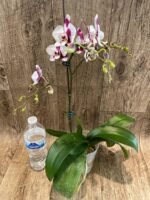 Multi Spikes Phalaenopsis Shu Long (4.5" pot) - Image 6