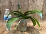 Multi Spikes Phalaenopsis Shu Long (4.5" pot) - Image 8