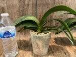 Multi Spikes Phalaenopis KS Big Diana (4.5" pot) - Image 9
