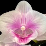 Multi Spikes Phalaenopis KS Big Diana (4.5" pot)