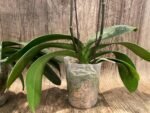 Double Spikes Phalaenopis MS Happy Brain (4.5" pot) - Image 10