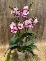 Double Spikes Phalaenopis MS Happy Brain (4.5" pot) - Image 8