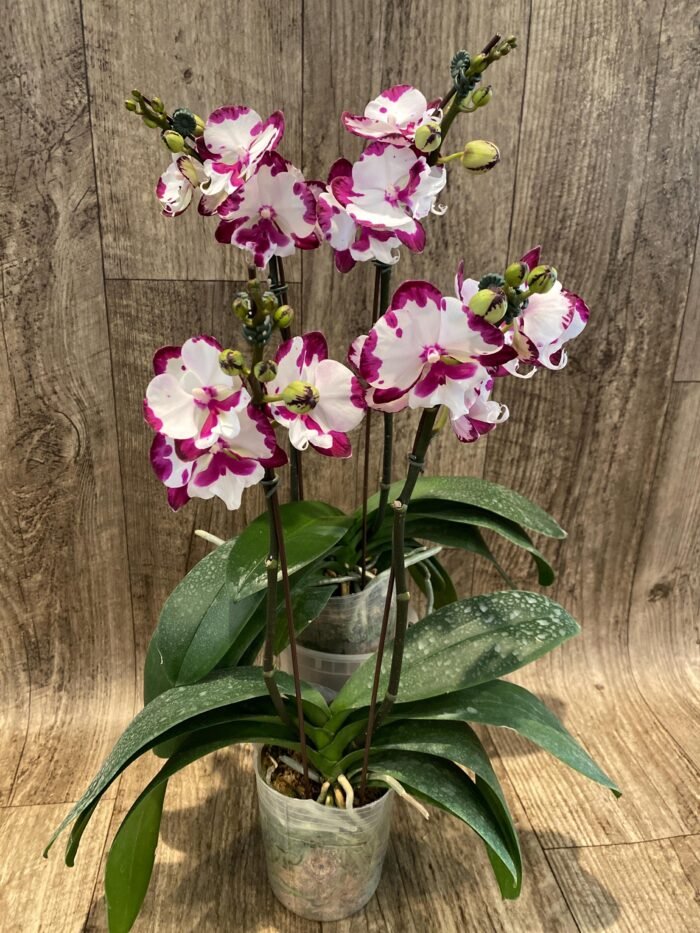 Double Spikes Phalaenopis MS Happy Brain (4.5" pot) - Image 8