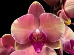 Double Spikes Phalaenopsis OX Little Beauty Spash (4" Pot)