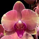 Double Spikes Phalaenopsis OX Little Beauty Spash  (4" Pot)