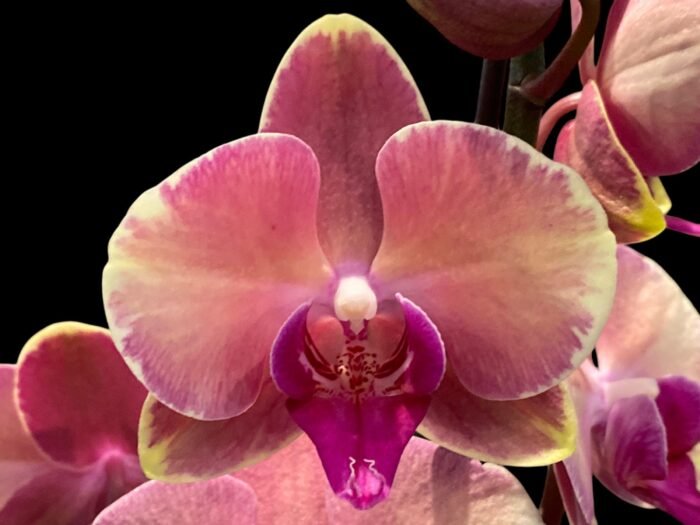 Double Spikes Phalaenopsis OX Little Beauty Spash  (4" Pot) - Image 1