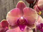 Double Spikes Phalaenopsis OX Little Beauty Spash (4" Pot) - Image 3
