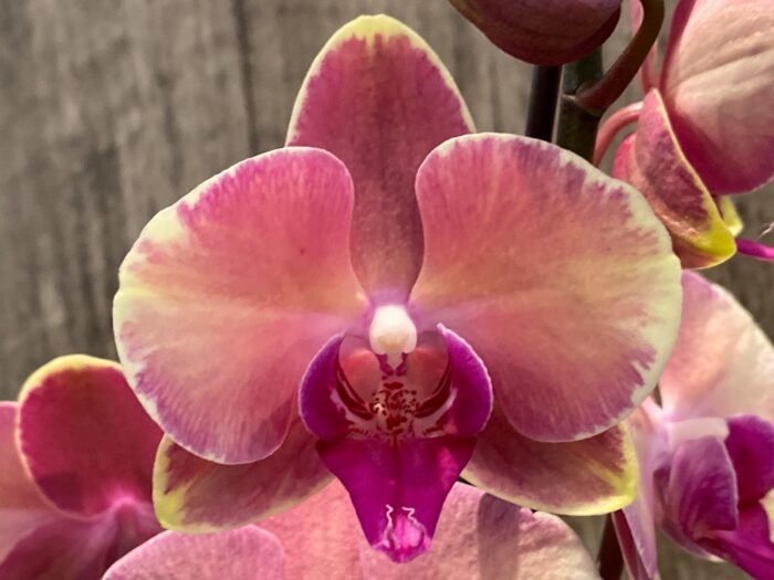 Double Spikes Phalaenopsis OX Little Beauty Spash  (4" Pot) - Image 3