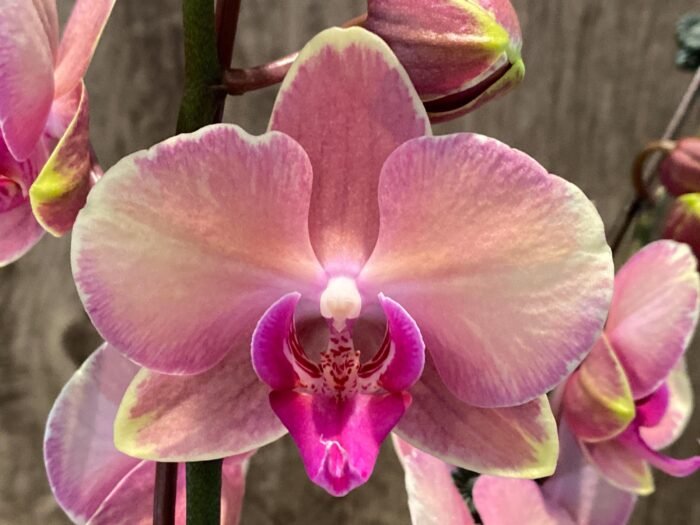 Double Spikes Phalaenopsis OX Little Beauty Spash  (4" Pot) - Image 4
