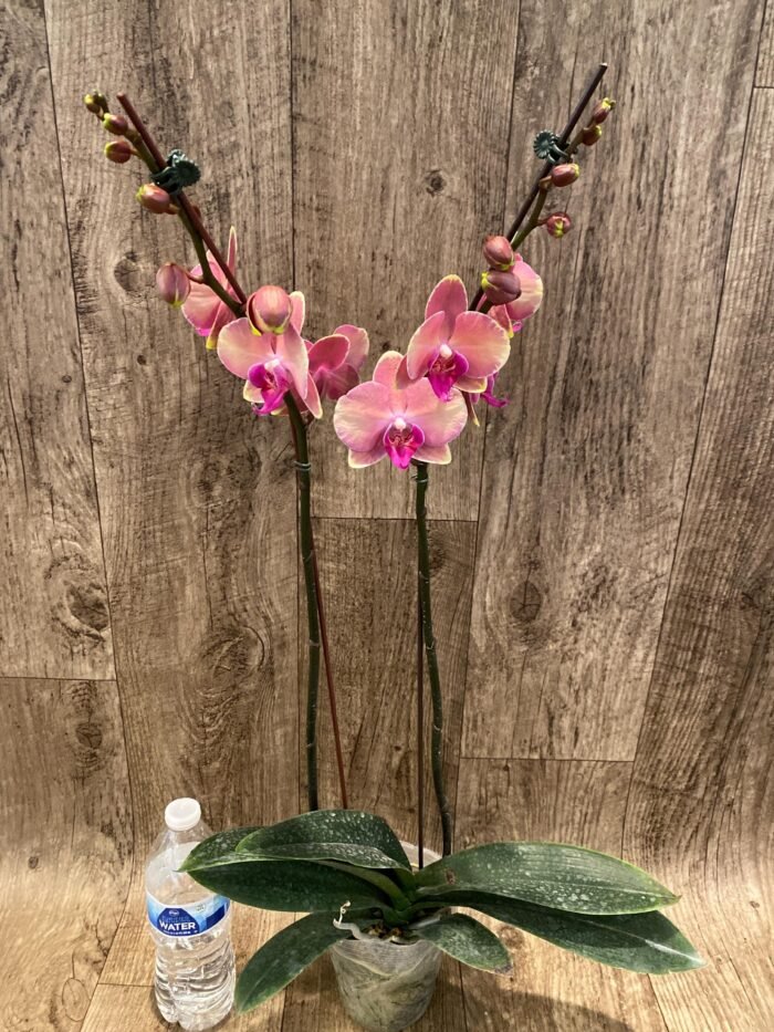 Double Spikes Phalaenopsis OX Little Beauty Spash  (4" Pot) - Image 8