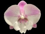 Double Spikes Phalaenopsis Lianher Mermaid (4" Pot)