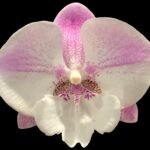 Double Spikes Phalaenopsis Lianher Mermaid (4" Pot)