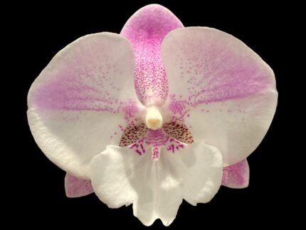 Double Spikes Phalaenopsis Lianher Mermaid (4" Pot)