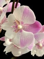 Double Spikes Phalaenopsis Lianher Mermaid (4" Pot) - Image 2