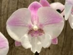 Double Spikes Phalaenopsis Lianher Mermaid (4" Pot) - Image 3
