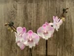 Double Spikes Phalaenopsis Lianher Mermaid (4" Pot) - Image 4