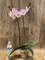 Double Spikes Phalaenopsis Lianher Mermaid (4" Pot) - Image 5