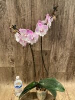 Double Spikes Phalaenopsis Lianher Mermaid (4" Pot) - Image 6
