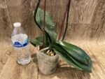 Double Spikes Phalaenopsis Lianher Mermaid (4" Pot) - Image 7