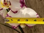 39” Tall Spikes Phalaenopsis Arctic Fox (4.5" pot) - Image 6