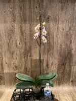 39” Tall Spikes Phalaenopsis Arctic Fox (4.5" pot) - Image 7