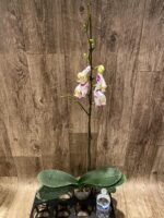 39” Tall Spikes Phalaenopsis Arctic Fox (4.5" pot) - Image 8