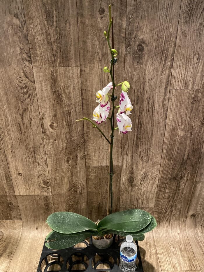 39” Tall Spikes Phalaenopsis Arctic Fox  (4.5" pot) - Image 8