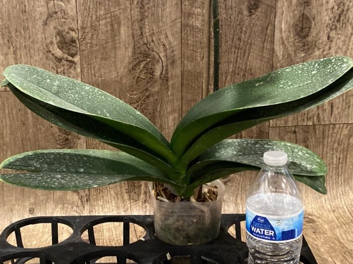 39” Tall Spikes Phalaenopsis Arctic Fox  (4.5" pot) - Image 10