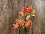 Double Spikes Phalaenopsis Chingruey's Goldstaff' ‘Peloric’ (4.5" pot) - Image 5